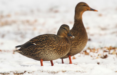 Mallards