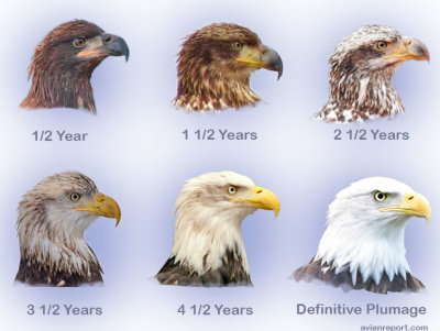 Bald-Eagle-Heads_optimized.jpg