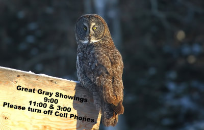 Great Gray Show Times