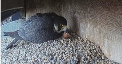 First Hatch...May 24th @ 7:20 am.