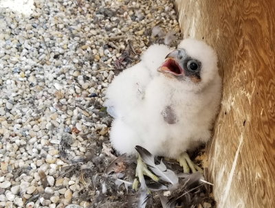 Nest Box Chick.jpg