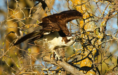 Osprey