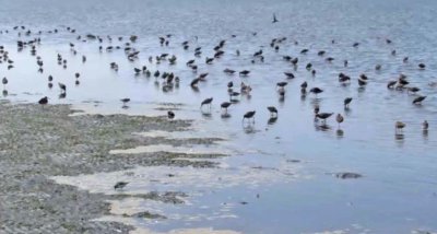 Semipalmated Sandpiper