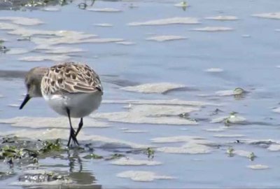 Semipalmated Sandpiper