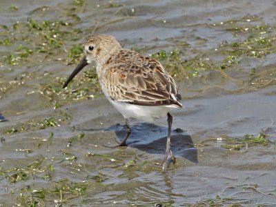 Dunlin