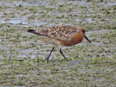 Red Knot
