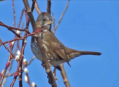 Sooty Fox Sparrow