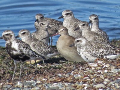 Hudsonian Godwit w/ Black-bellied Plovers