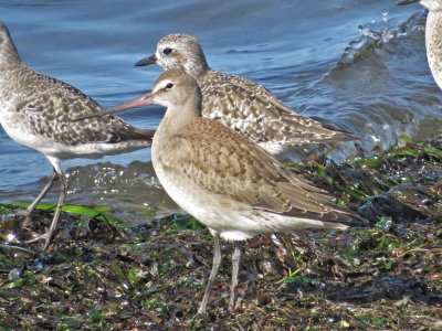 Hudsonian Godwit w/ Black-bellied Plovers