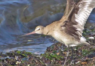 Hudsonian Godwit