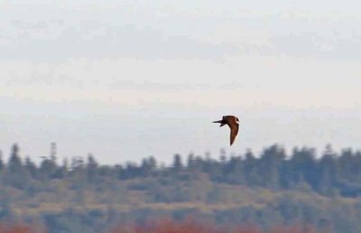 Birds of Washington Gallery 5: Gulls (187) to Corvids (318)