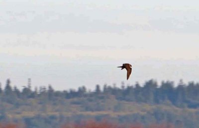 Parasitic Jaeger