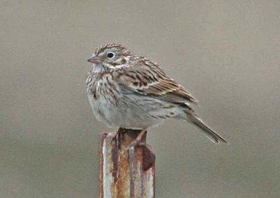 Vesper Sparrow