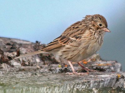 Vesper Sparrow