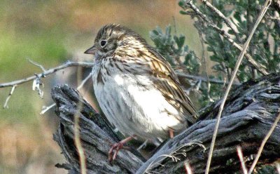 Vesper Sparrow