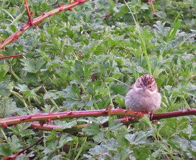 Brewer's Sparrow