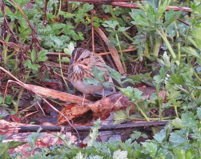 Lincoln's Sparrow