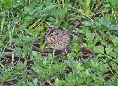 Lincoln's Sparrow