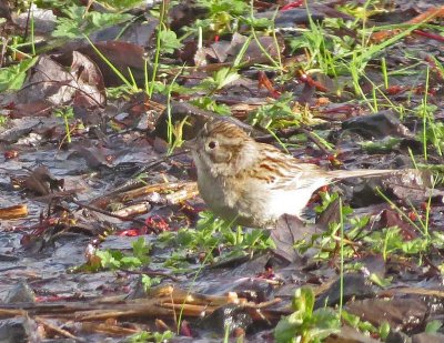 Brewer's Sparrow