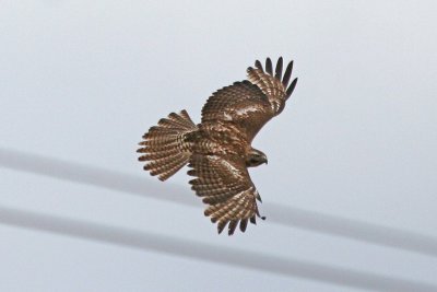 Red-tailed Hawk 3of5