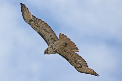 Red-tailed Hawk 4of5