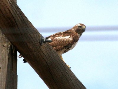 Red-tailed Hawk 1of5