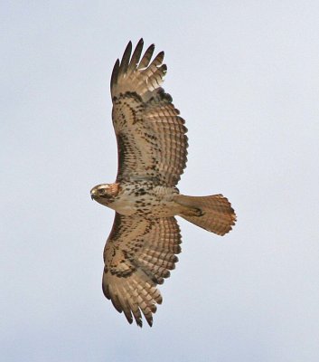 Birds of Washington Gallery 2:  Osprey (109) to Crane (134)