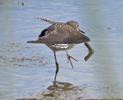 Solitary Sandpiper