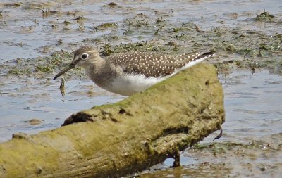 Solitary Sandpiper