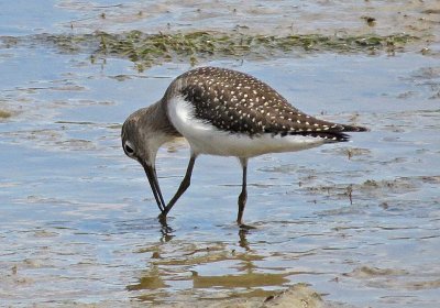 Solitary Sandpiper