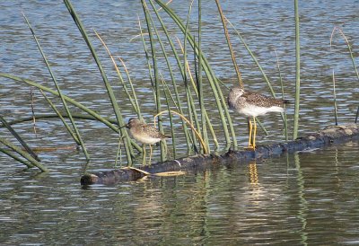 Stilt Sandpiper