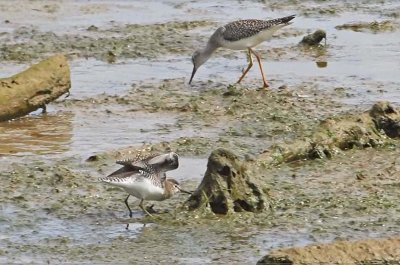 Solitary Sandpiper