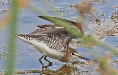 Solitary Sandpiper