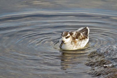 Red-necked Phalarope