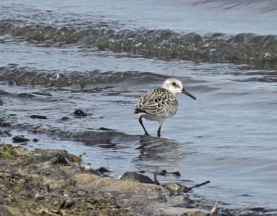 Sanderling