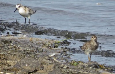 Sanderling & Pectoral Sandpiper