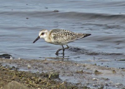 Sanderling