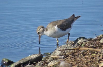Spotted Sandpiper