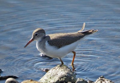 Spotted Sandpiper
