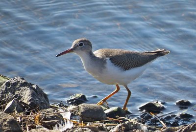 Birds of Washington Gallery 3:  Shorebirds #1 Plovers (135) to Sanderling (166)