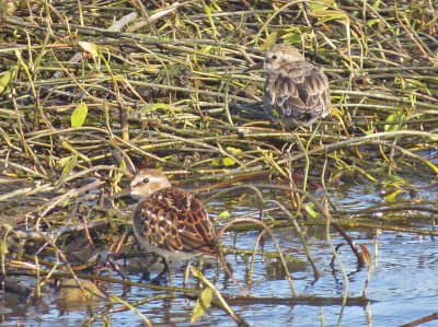 Birds of Washington  Gallery 4: Shorebirds #2  Peeps to Phalaropes (167 to 186)