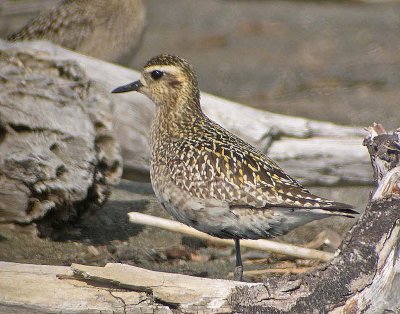 Pacific Golden-Plover