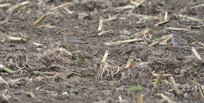 American & Pacific Golden-Plovers