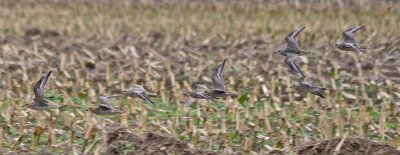 American & Pacific Golden-Plovers