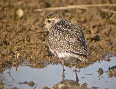 American Golden-Plover