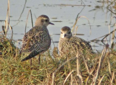 American Golden-Plover