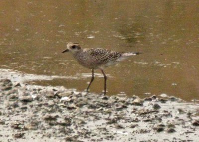 American Golden-Plover