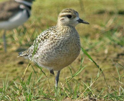 Pacific Golden-Plover