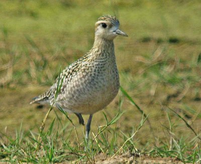 Pacific Golden-Plover