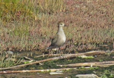 American Golden-Plover
